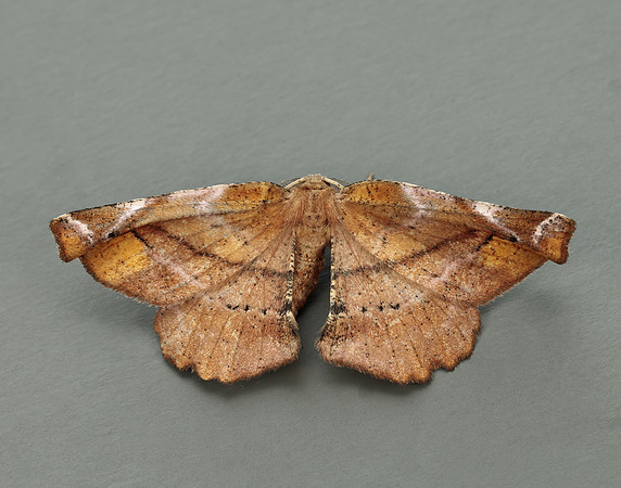 70.231 BF1910 Lilac Beauty Apeira syringaria