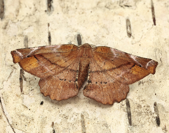 70.231 BF1910 Lilac Beauty Apeira syringaria