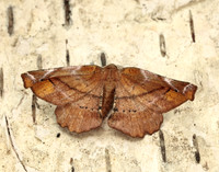 70.231 BF1910 Lilac Beauty Apeira syringaria