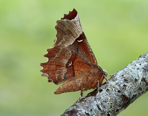 70.238 BF1918 Lunar Thorn Selenia lunularia