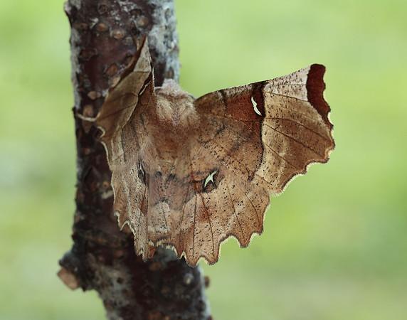 70.238 BF1918 Lunar Thorn Selenia lunularia