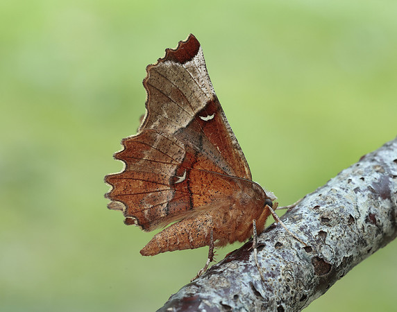 70.238 BF1918 Lunar Thorn Selenia lunularia
