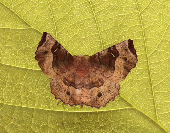 70.239 BF1919 Purple Thorn Selenia tetralunaria