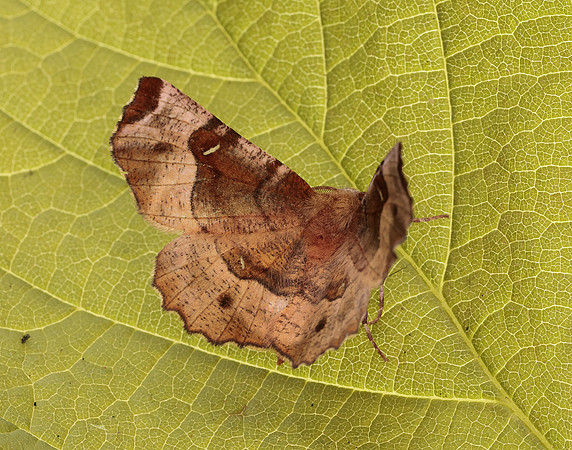 70.239 BF1919 Purple Thorn Selenia tetralunaria