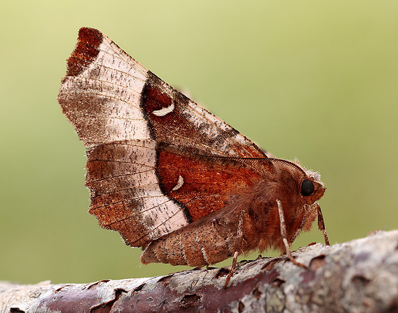 70.239 BF1919 Purple Thorn Selenia tetralunaria