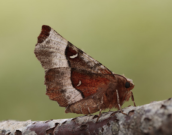 70.239 BF1919 Purple Thorn Selenia tetralunaria