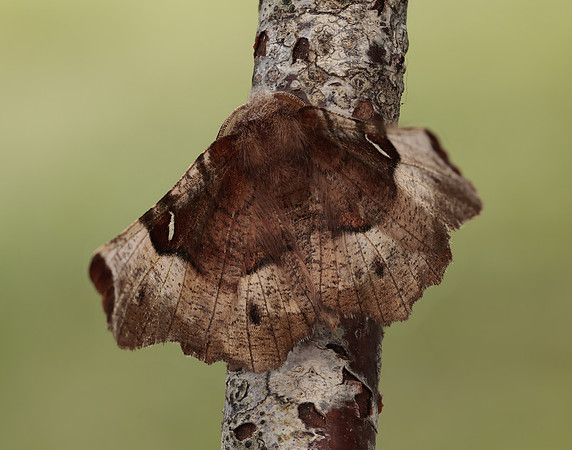 70.239 BF1919 Purple Thorn Selenia tetralunaria