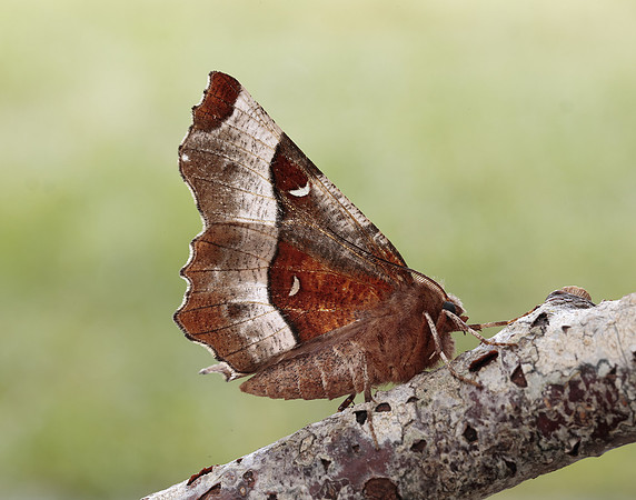 70.239 BF1919 Purple Thorn Selenia tetralunaria