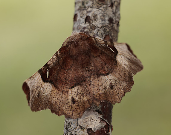 70.239 BF1919 Purple Thorn Selenia tetralunaria