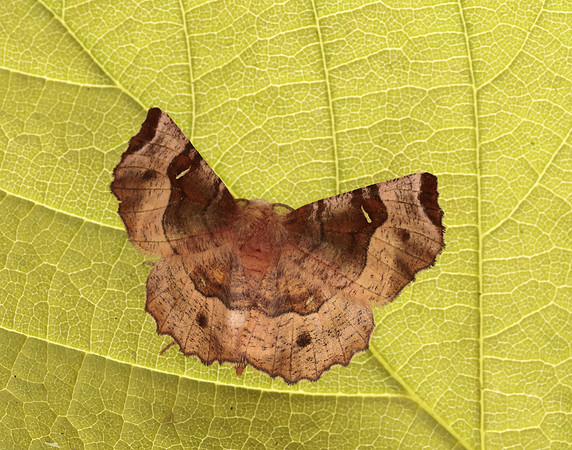 70.239 BF1919 Purple Thorn Selenia tetralunaria