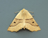 70.241 BF1921 Scalloped Oak Crocallis elinguaria