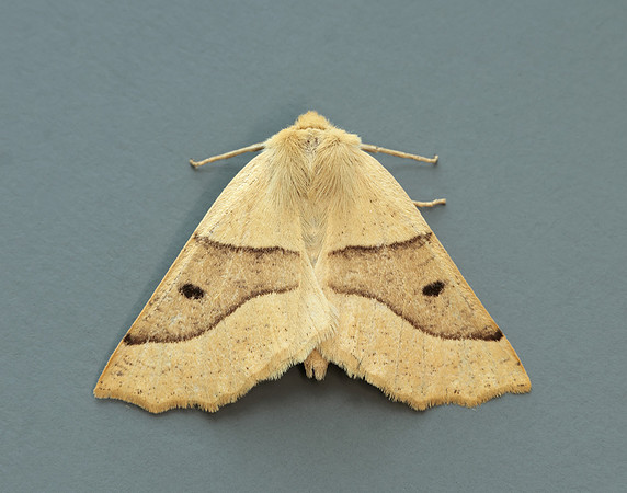 70.241 BF1921 Scalloped Oak Crocallis elinguaria