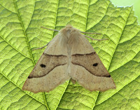 70.241 BF1921 Scalloped Oak Crocallis elinguaria