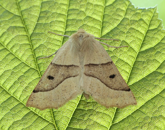 70.241 BF1921 Scalloped Oak Crocallis elinguaria