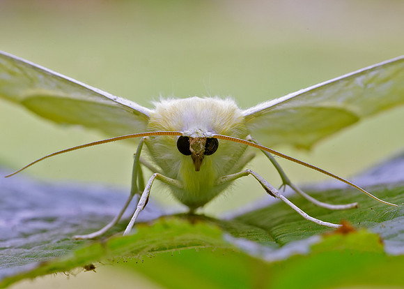 70.243 BF1922 Swallow-tailed Moth Ourapteryx sambucaria