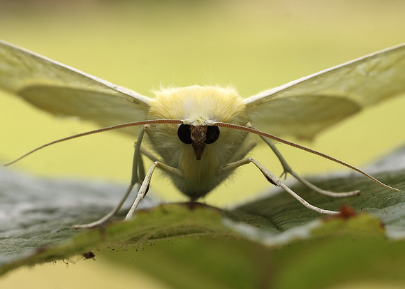 70.243 BF1922 Swallow-tailed Moth Ourapteryx sambucaria