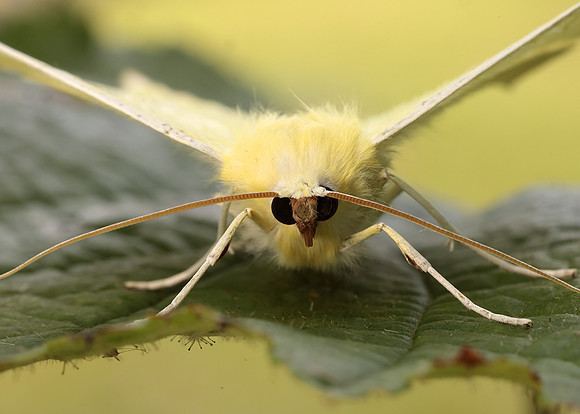 70.243 BF1922 Swallow-tailed Moth Ourapteryx sambucaria