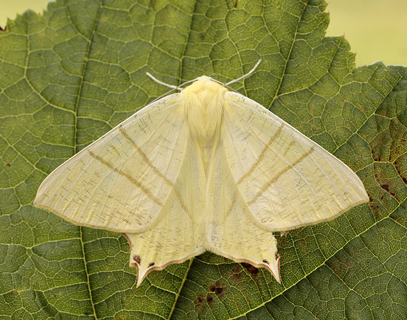 70.243 BF1922 Swallow-tailed Moth Ourapteryx sambucaria