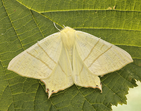 70.243 BF1922 Swallow-tailed Moth Ourapteryx sambucaria