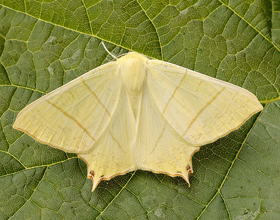 70.243 BF1922 Swallow-tailed Moth Ourapteryx sambucaria