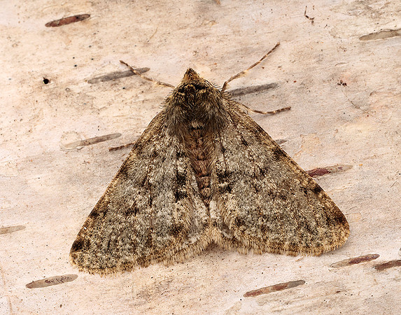70.247 BF1926 Pale Brindled Beauty Phigalia pilosaria