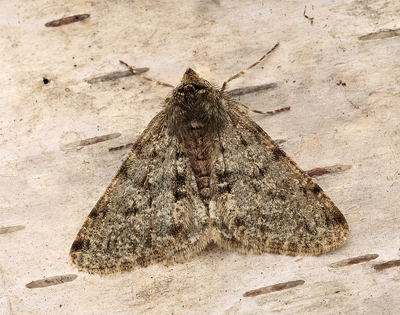 70.247 BF1926 Pale Brindled Beauty Phigalia pilosaria