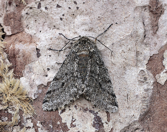 70.248 BF1927 Brindled Beauty Lycia hirtaria