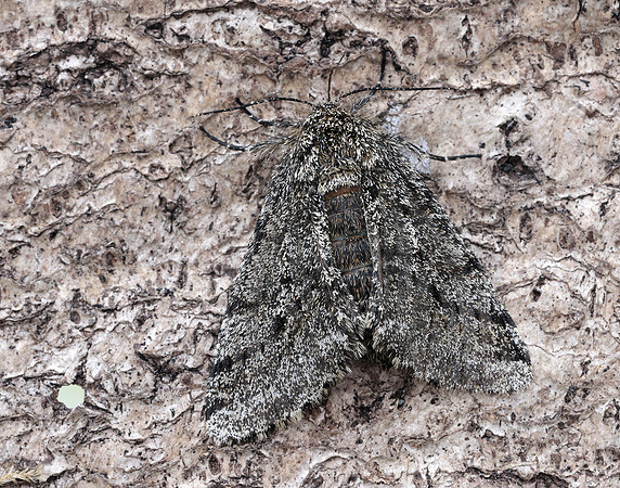 70.248 BF1927 Brindled Beauty Lycia hirtaria