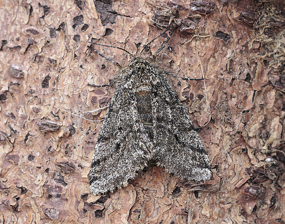 70.248 BF1927 Brindled Beauty Lycia hirtaria