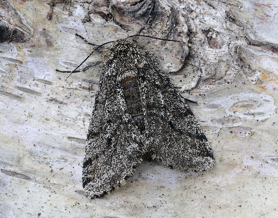 70.248 BF1927 Brindled Beauty Lycia hirtaria