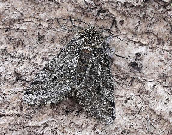70.248 BF1927 Brindled Beauty Lycia hirtaria