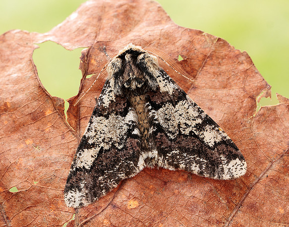 70.251 BF1930 Oak Beauty Biston strataria