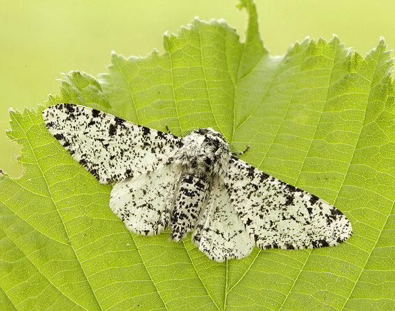 70.252 BF1931 Peppered Moth Biston betularia