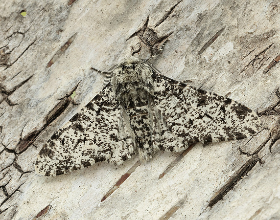 70.252 BF1931 Peppered Moth Biston betularia