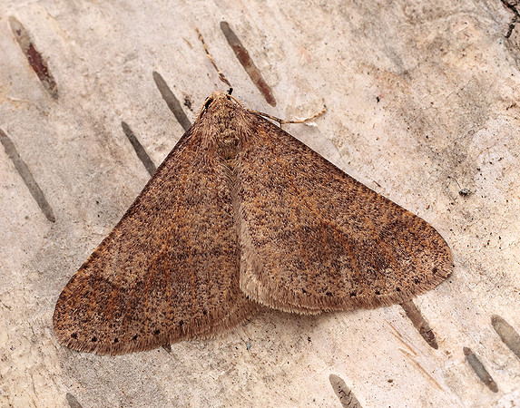70.255 BF1934 Dotted Border Agriopis marginaria