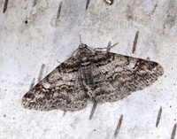 70.263 BF1939 Ringed Carpet Cleora cinctaria