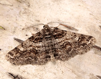 70.263 BF1939 Ringed Carpet Cleora cinctaria