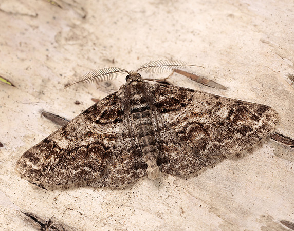 70.263 BF1939 Ringed Carpet Cleora cinctaria
