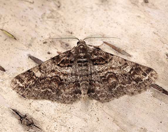 70.263 BF1939 Ringed Carpet Cleora cinctaria