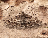 70.263 BF1939 Ringed Carpet Cleora cinctaria