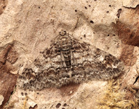 70.263 BF1939 Ringed Carpet Cleora cinctaria