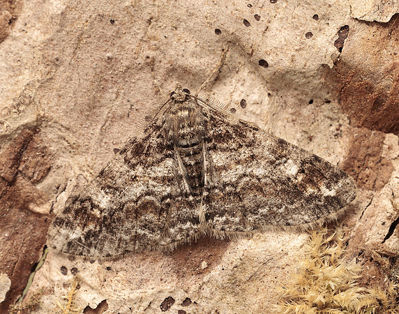70.263 BF1939 Ringed Carpet Cleora cinctaria