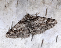70.263 BF1939 Ringed Carpet Cleora cinctaria