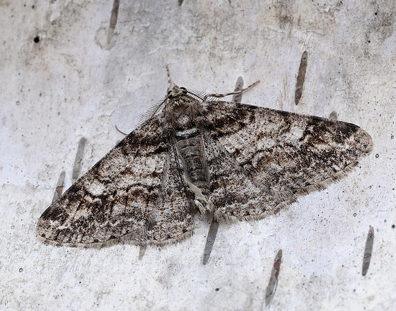 70.263 BF1939 Ringed Carpet Cleora cinctaria