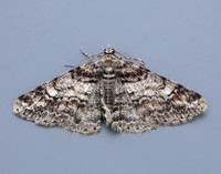 70.263 BF1939 Ringed Carpet Cleora cinctaria