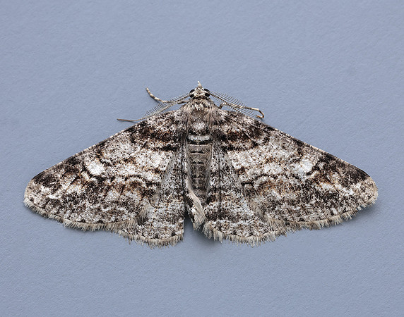 70.263 BF1939 Ringed Carpet Cleora cinctaria
