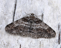 70.263 BF1939 Ringed Carpet Cleora cinctaria
