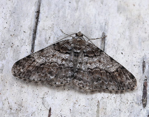 70.263 BF1939 Ringed Carpet Cleora cinctaria