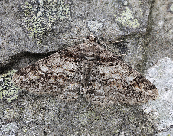 70.263 BF1939 Ringed Carpet Cleora cinctaria