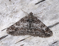 70.263 BF1939 Ringed Carpet Cleora cinctaria